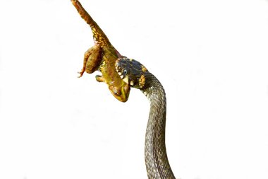 bir kurbağa yılan yakalandı