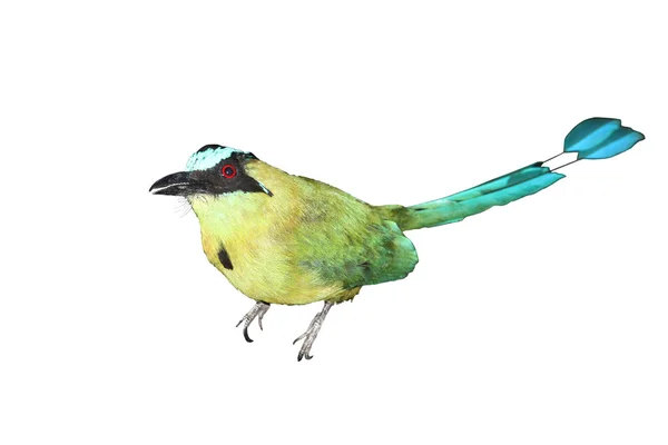 Barranquero ptak autochtoniczny Quindio-Kolumbii, na białym tle — Zdjęcie stockowe