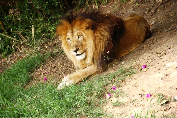 Лев - король — стокове фото