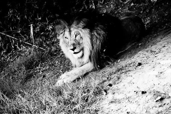 Le lion - Le roi bw — Photo