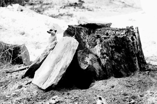 Meerkat bir saplama üzerinde