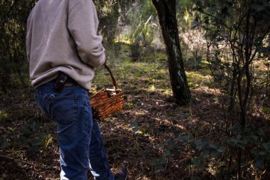 Yaşlı adam ağaçların arasında yürüyor ve sepetli bir çam ormanında mantar arıyor.