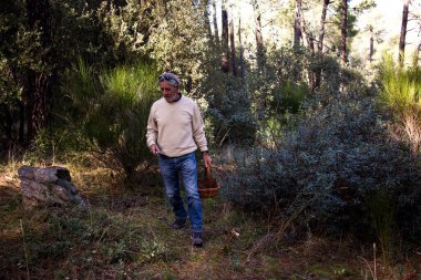 Yaşlı adam ağaçların arasında yürüyor ve sepetli bir çam ormanında mantar arıyor.