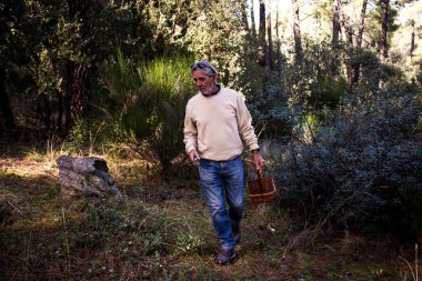 Yaşlı adam ağaçların arasında yürüyor ve sepetli bir çam ormanında mantar arıyor.