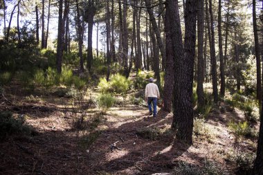Yaşlı adam ağaçların arasında yürüyor ve sepetli bir çam ormanında mantar arıyor.