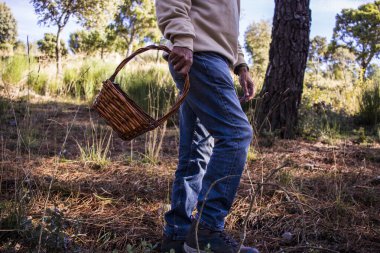 Yaşlı adam ağaçların arasında yürüyor ve sepetli bir çam ormanında mantar arıyor.