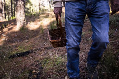 Yaşlı adam ağaçların arasında yürüyor ve sepetli bir çam ormanında mantar arıyor.