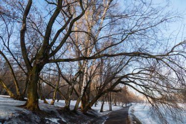 Bahar gölet ve ağaçlar sabah