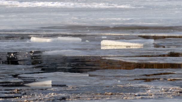 A água na lagoa e no gelo da mola . — Vídeo de Stock