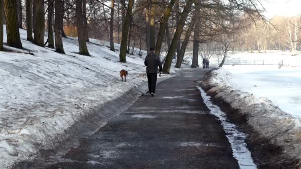 Человек с собакой для утренней прогулки назад — стоковое видео