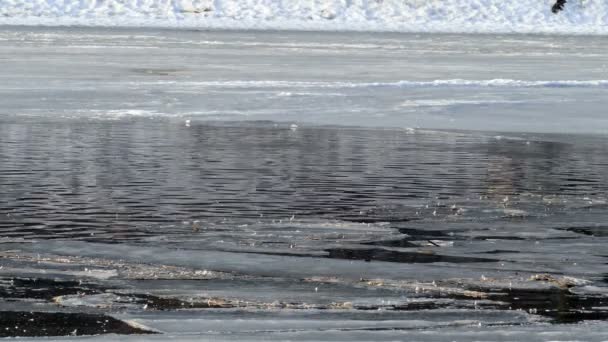 연못과 봄 얼음 물. — 비디오