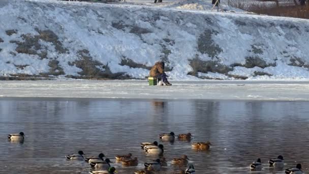 Bahar gölet, ördekler ve balıkçı uzaktan — Stok video