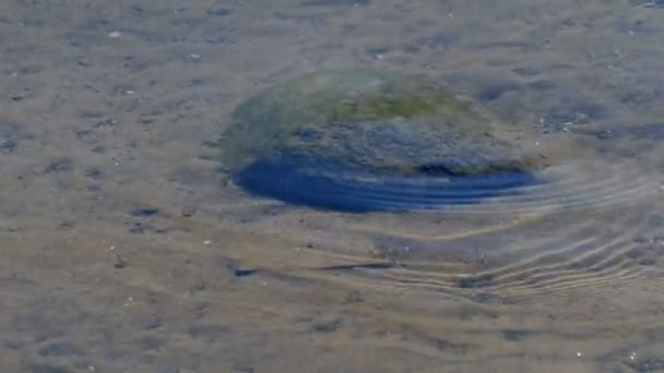 Pierre dans l'écoulement de la rivière — Video