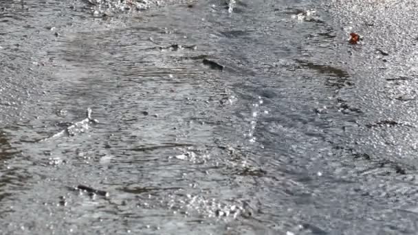 Brook sur l'asphalte dans le parc au printemps . — Video