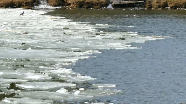 Smeltend ijs op Spring Lake. — Stockvideo