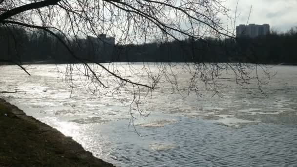 Fonte de la glace sur le lac et la branche printanière .