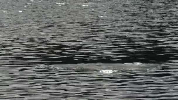 Fonte de la glace sur le lac printanier . — Video