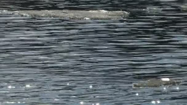 Fonte de la glace sur le lac printanier . — Video