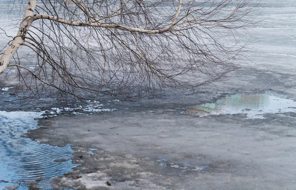 Derretimiento de hielo en el lago de primavera y el árbol —  Fotos de Stock