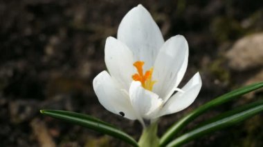 Yerde Böcek ve Beyaz Çiçek .