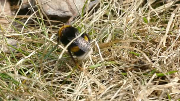 Včela na trávě na jaře vzhůru. — Stock video