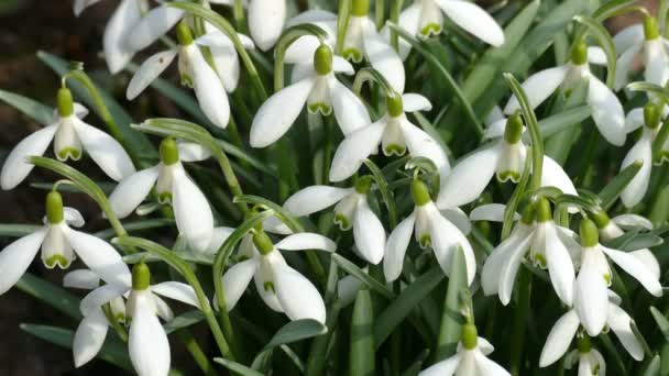 Vita vårblommor. — Stockvideo