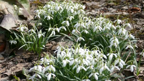 Witte lentebloemen. — Stockvideo