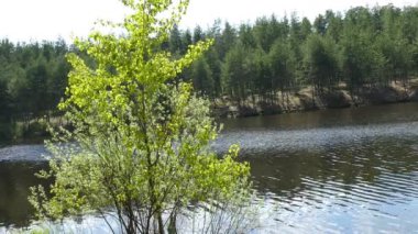 Göl ve ağaç bahar