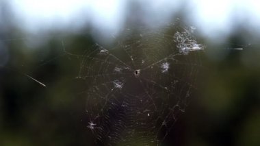 Ormanda ağaçların arasında örümcek ağı
