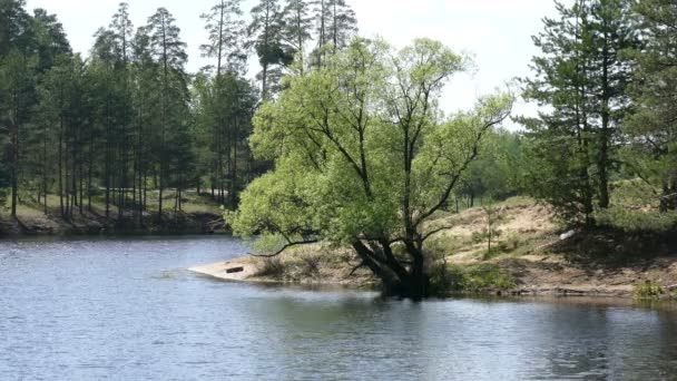 Lago y árbol en primavera — Vídeo de stock