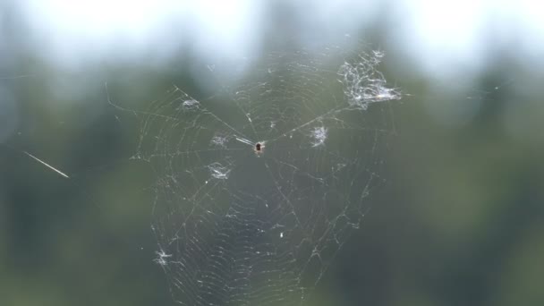 Cobweb dans les bois parmi les arbres.zoom .