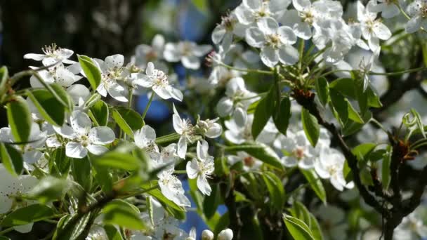 Des branches florissantes de pommiers au printemps — Video