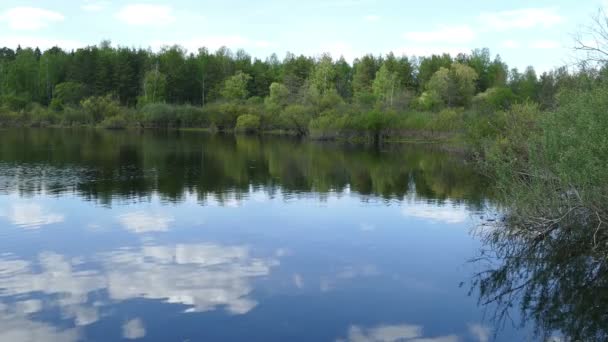 Waldsee im Frühling. — Stockvideo