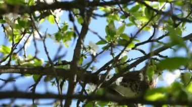 Rowan bir dalı olarak ardıç kuşu