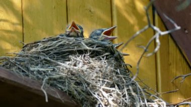 Ülke ev piliçle yuva