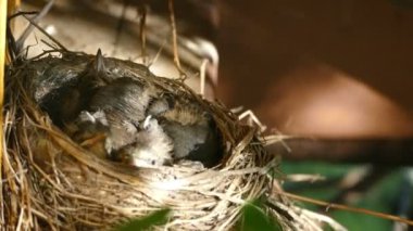 Yuva kızlar çığlık ile