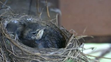 Ülke ev piliçle yuva