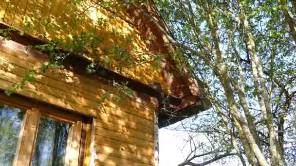 Le nid avec les poussins sur la maison de campagne — Video