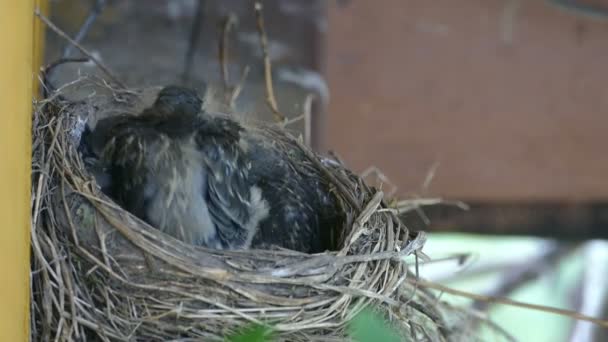 Le nid avec les poussins sur la maison de campagne — Video