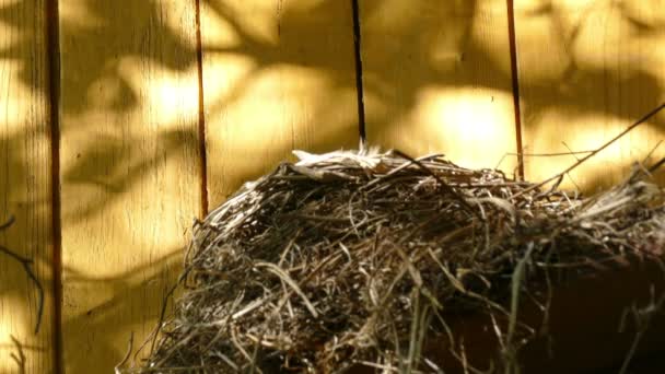 Le nid avec les poussins sur la maison de campagne — Video