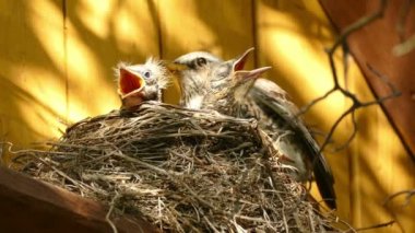 Ülke ev piliçle yuva