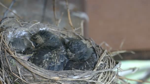 Le nid avec les poussins sur la maison de campagne — Video