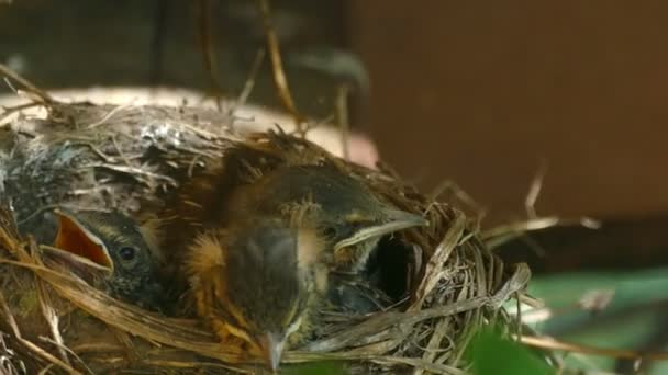 Nest mit Küken schreit — Stockvideo