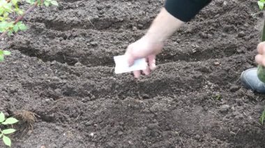 Bir kedi ile dereotu yerin tohum Ekim