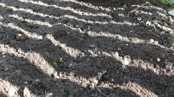 Het planten van aardappelen in de grond met een schop — Stockvideo