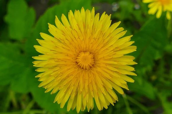 Bloeiende paardebloem in het voorjaar van — Stockfoto