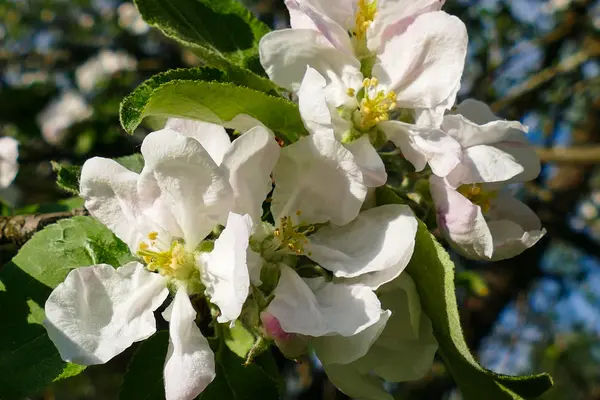 Flores blancas de primavera en un manzano — Foto de Stock