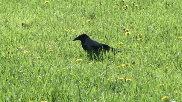 Ворона среди зеленого весеннего грасса — стоковое видео