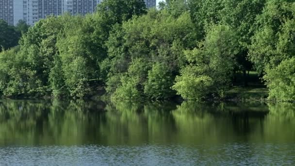 Vijver en groene struiken op de oever — Stockvideo