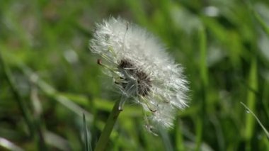Çimlerde karahindiba